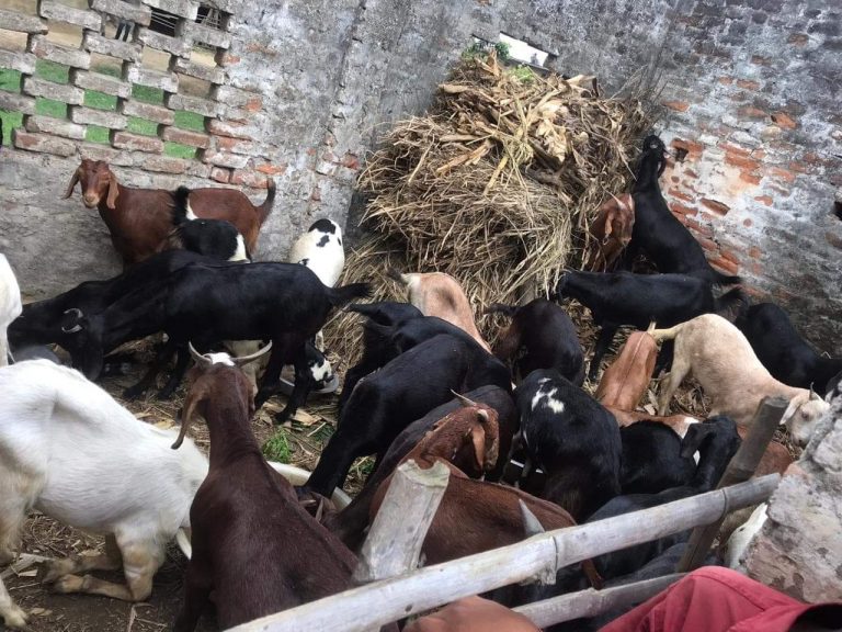 प्रहरीद्वारा तस्करीको साढेसात लाख बराबरको खसी बरामद