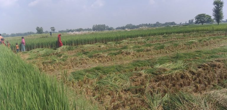 हुर्काएर बालि निस्किने बेला अज्ञात समूहद्धारा धान काटिएपछि किसान पिडामा